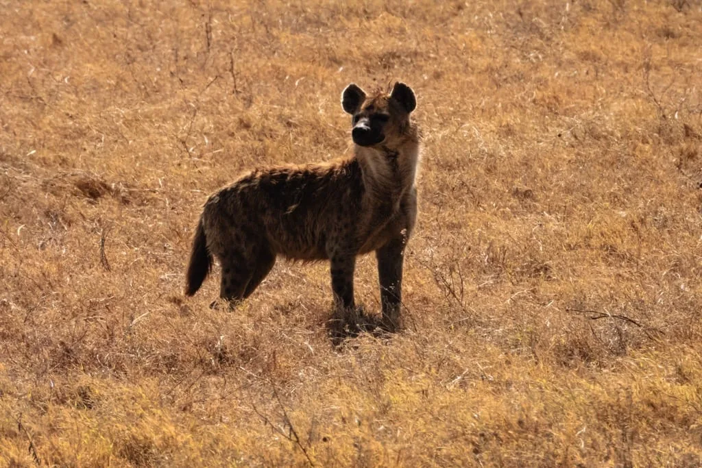 Ngorongoro Crater 7 days Baobab Safari