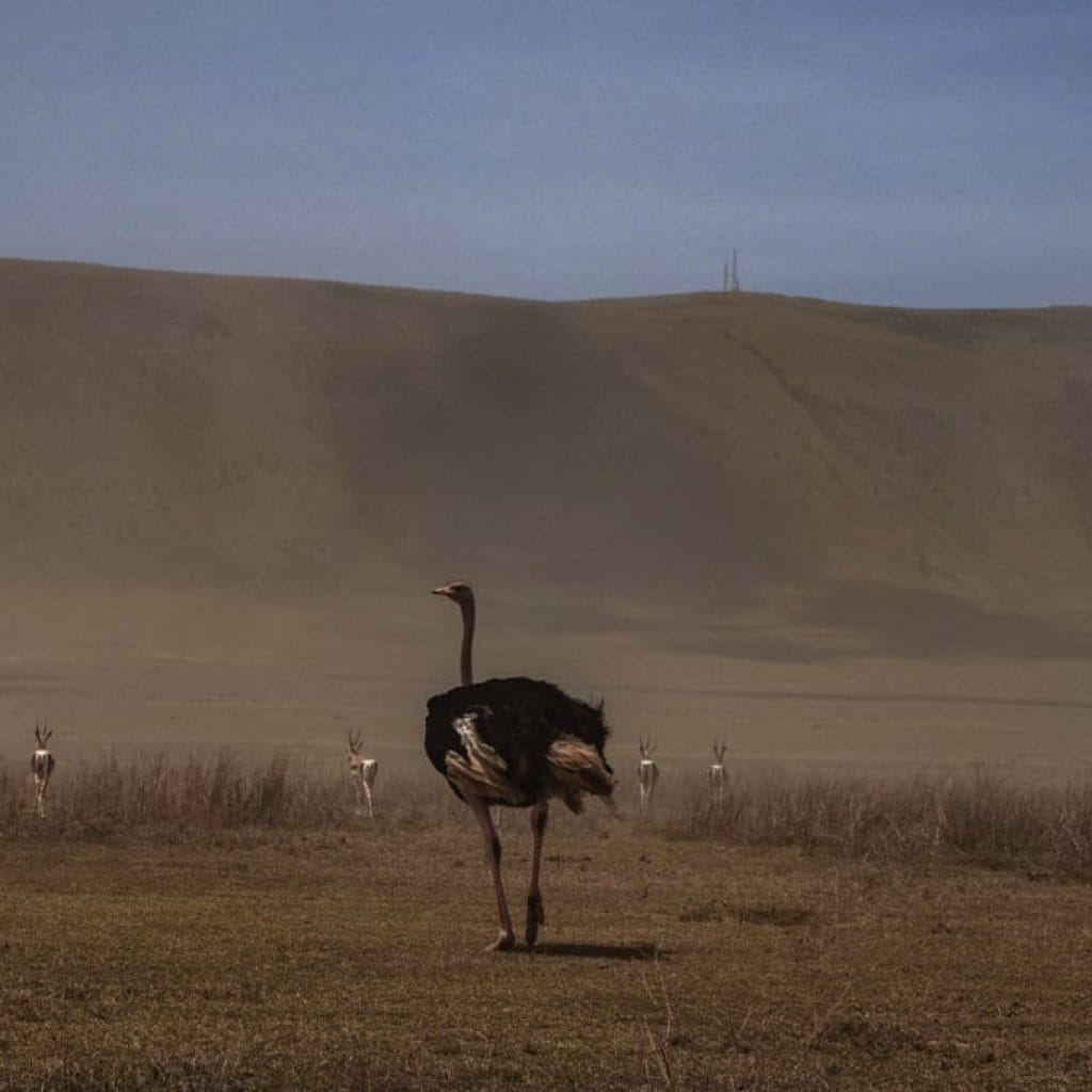 Ngorongoro Crater 8 days Vacation Tanzania Safari