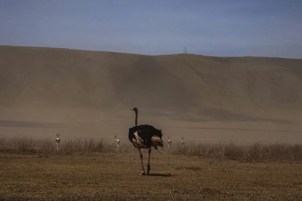 Ngorongoro Crater 8 days Vacation Tanzania Safari
