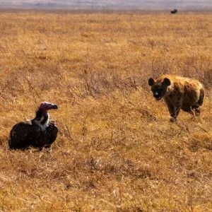 8 zile – Vacanță în Tanzania