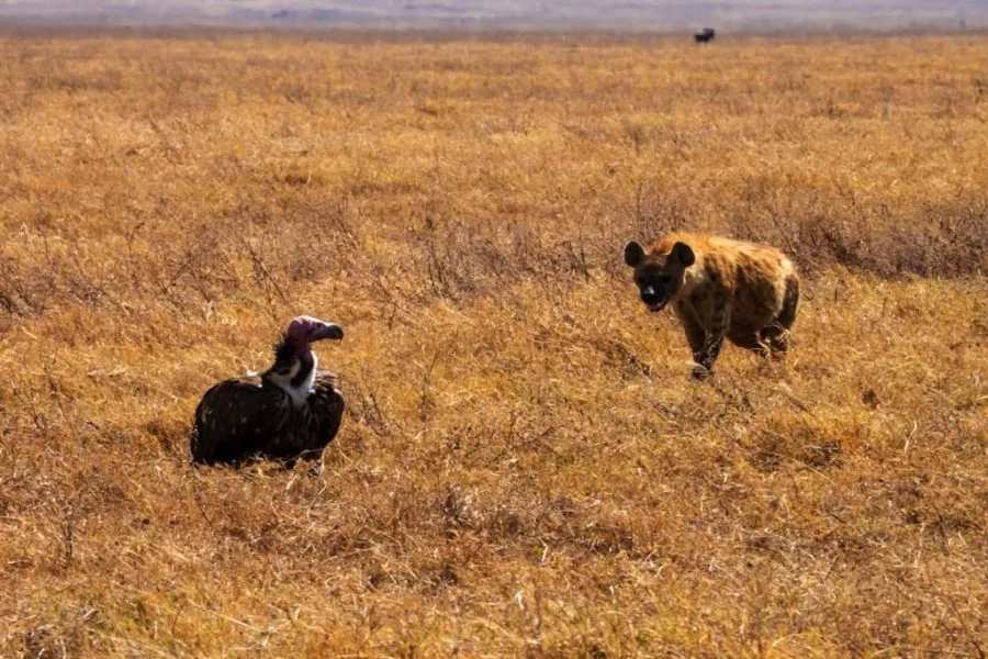 Ngorongoro Crater 8 days Vacation Tanzania Safari