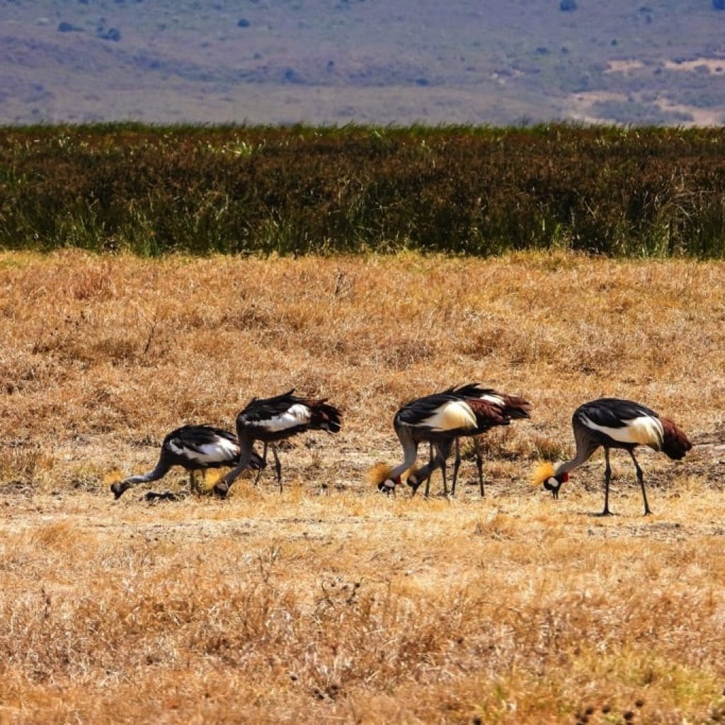 Ngorongoro Crater 8 days Vacation Tanzania Safari