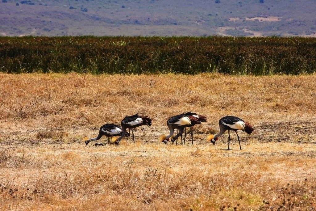Ngorongoro Crater 8 days Vacation Tanzania Safari