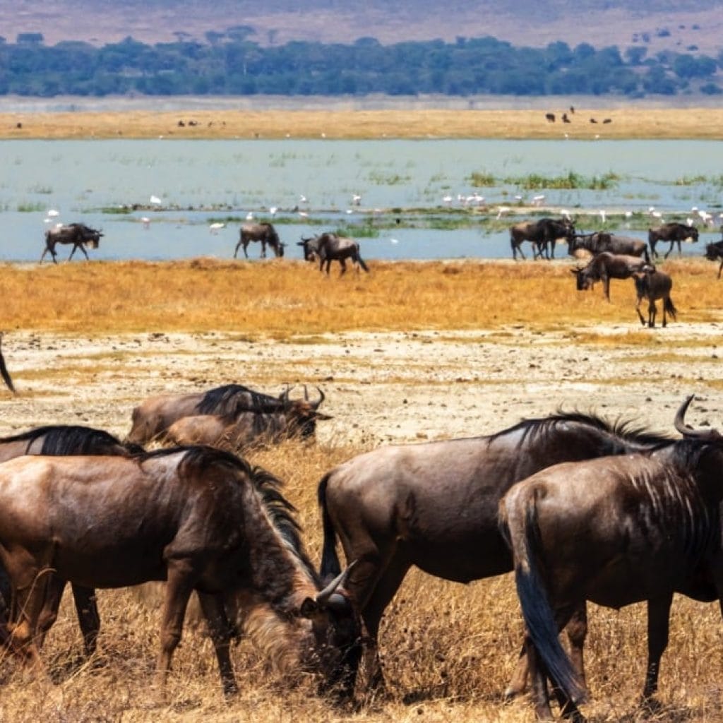 Ngorongoro Crater 9 days Photographer Safari