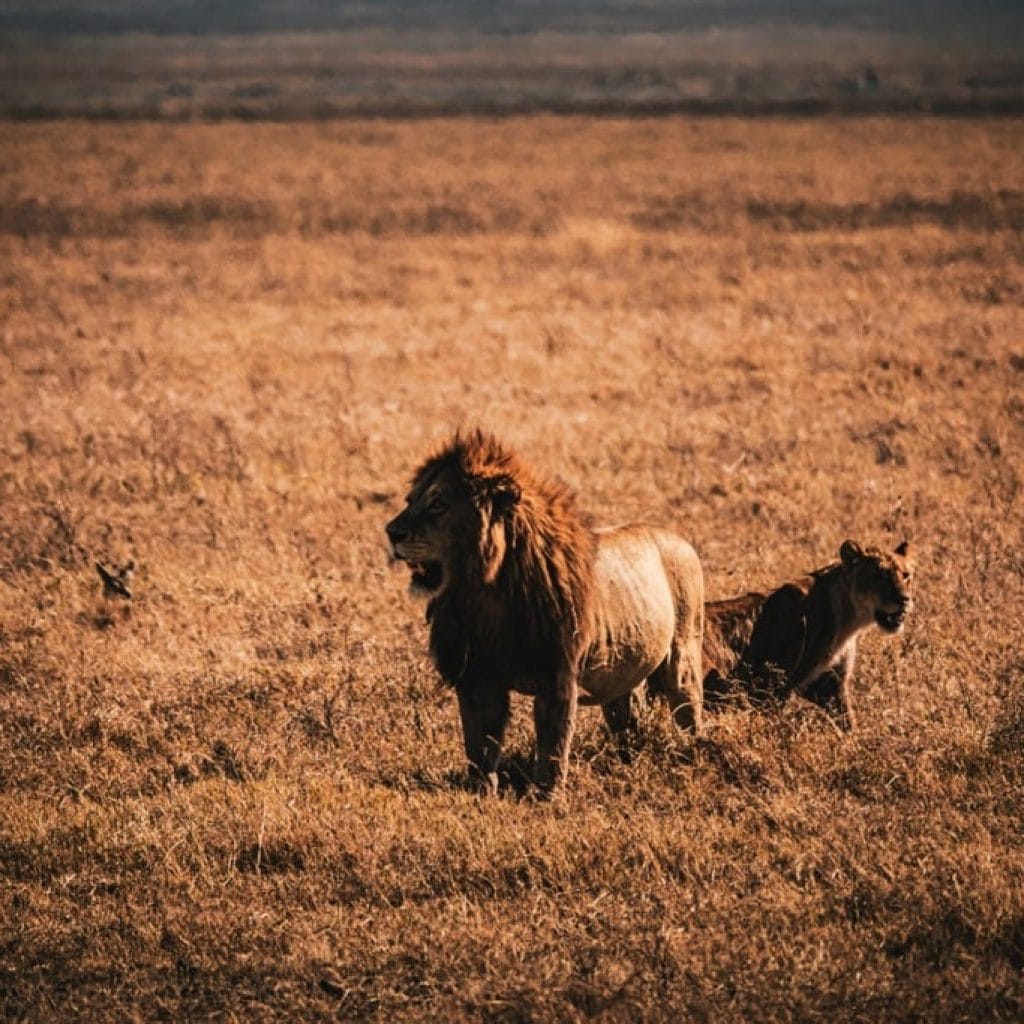 Ngorongoro Crater 9 days Photographer Safari