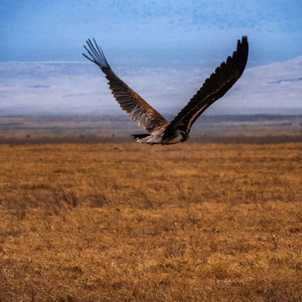 Ngorongoro Crater 9 days Photographer Safari
