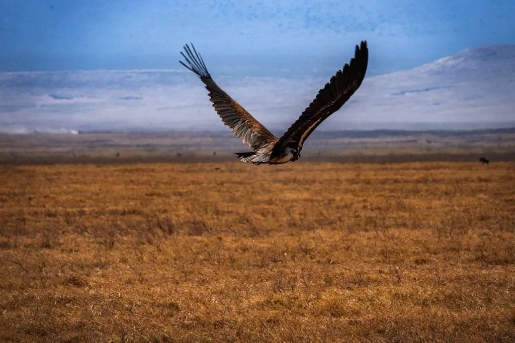 Ngorongoro Crater 9 days Photographer Safari