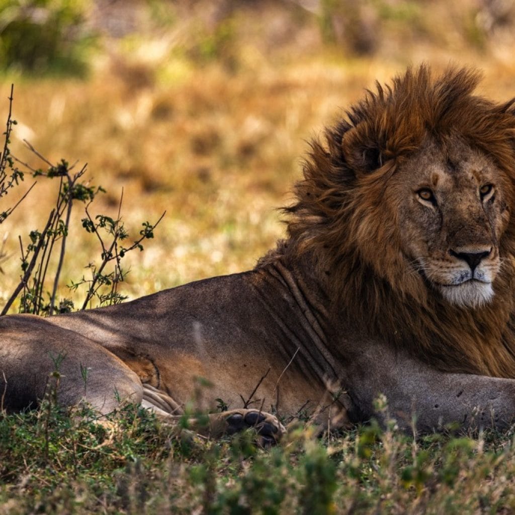 Serengeti 1201 Canon EOS R5 IMG 00305 1