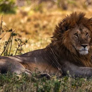 11 Days – Simba Safari + Zanzibar