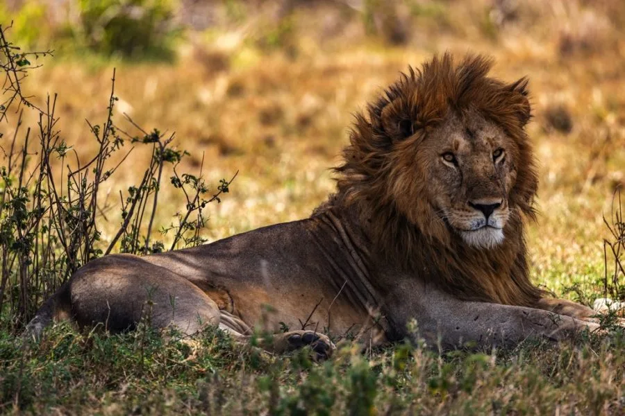 Serengeti 1201 Canon EOS R5 IMG 00305 1