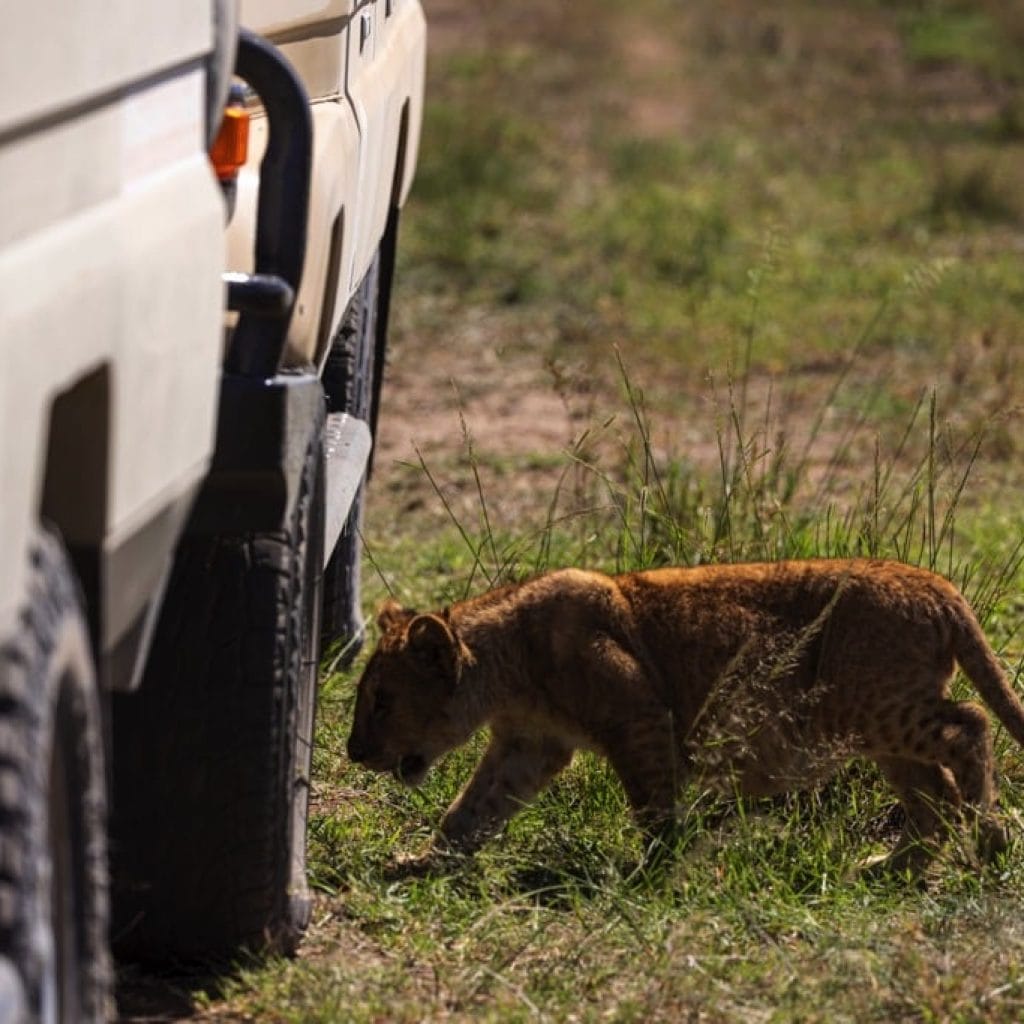 Serengeti National Park 6 days Founders Safari
