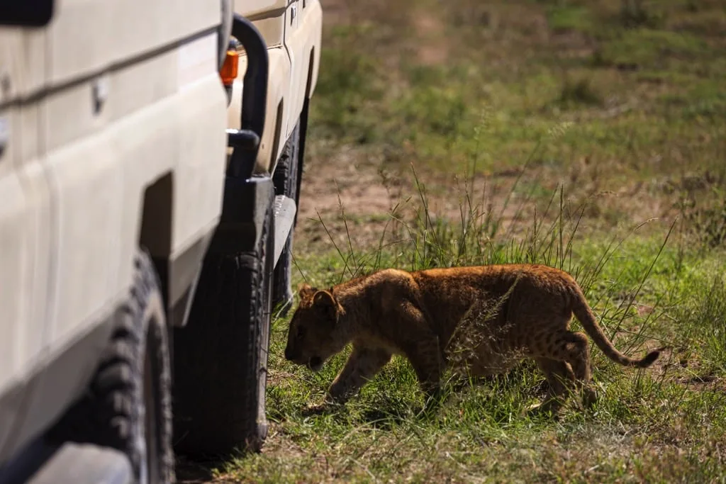 Serengeti National Park 6 days Founders Safari