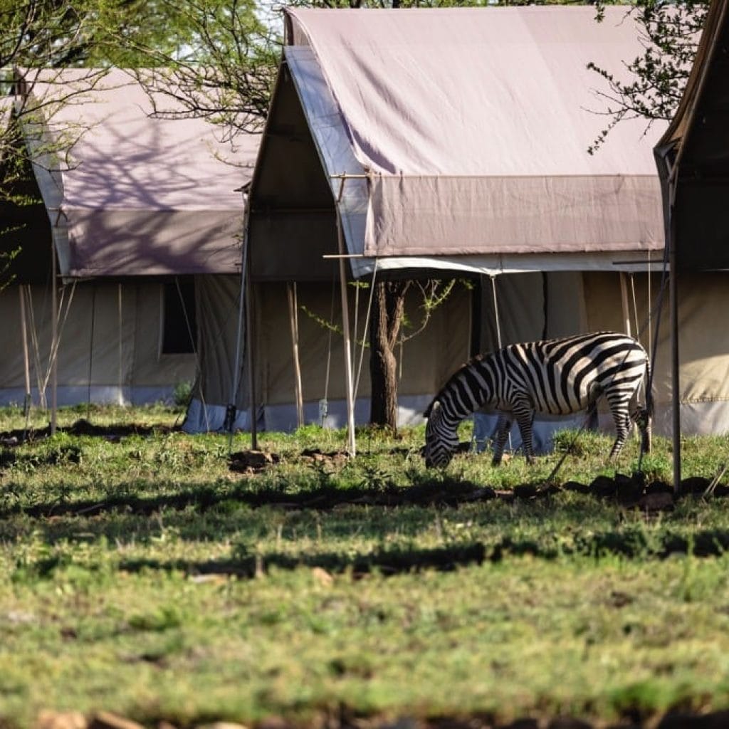 Serengeti National Park 6 days Founders Safari