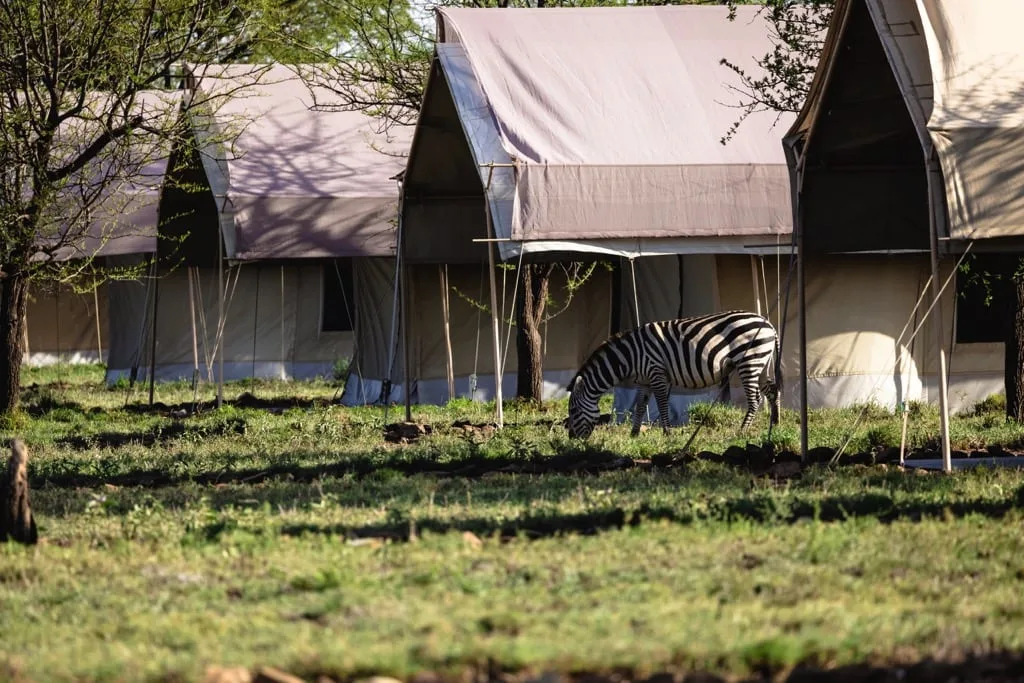 Serengeti National Park 6 days Founders Safari