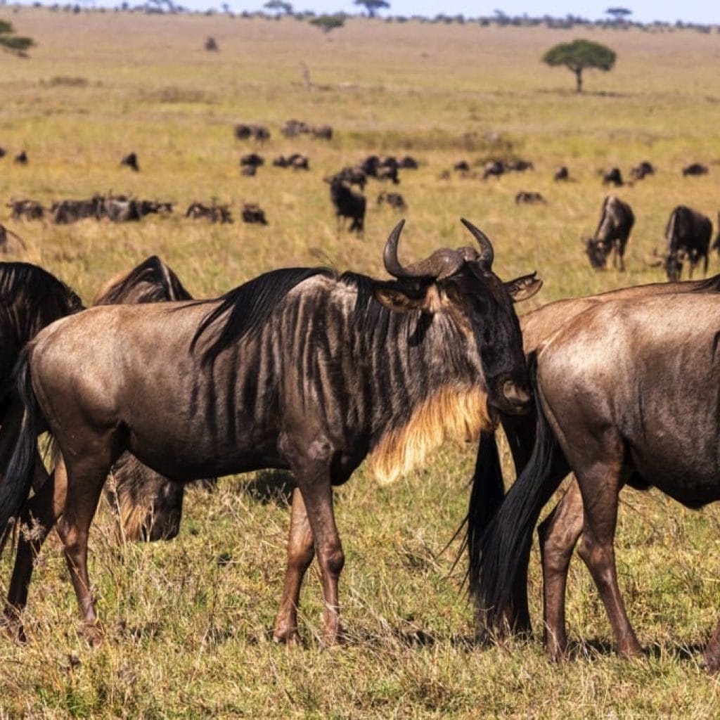 Serengeti National Park 6 days Migration Tracking Safari
