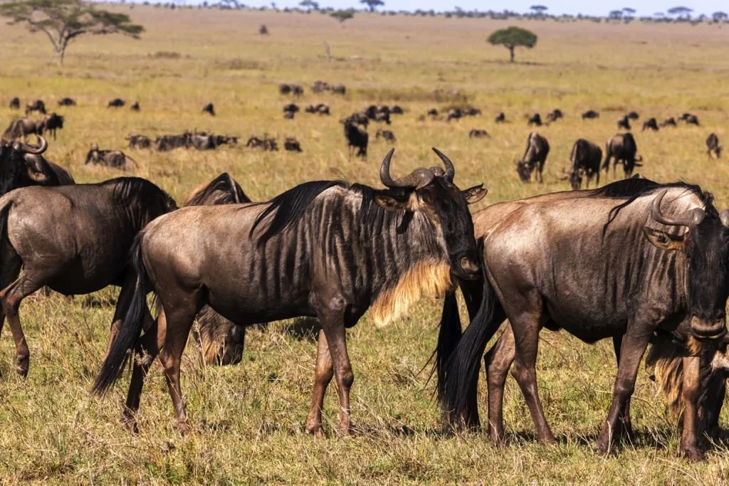 Serengeti National Park 6 days Migration Tracking Safari