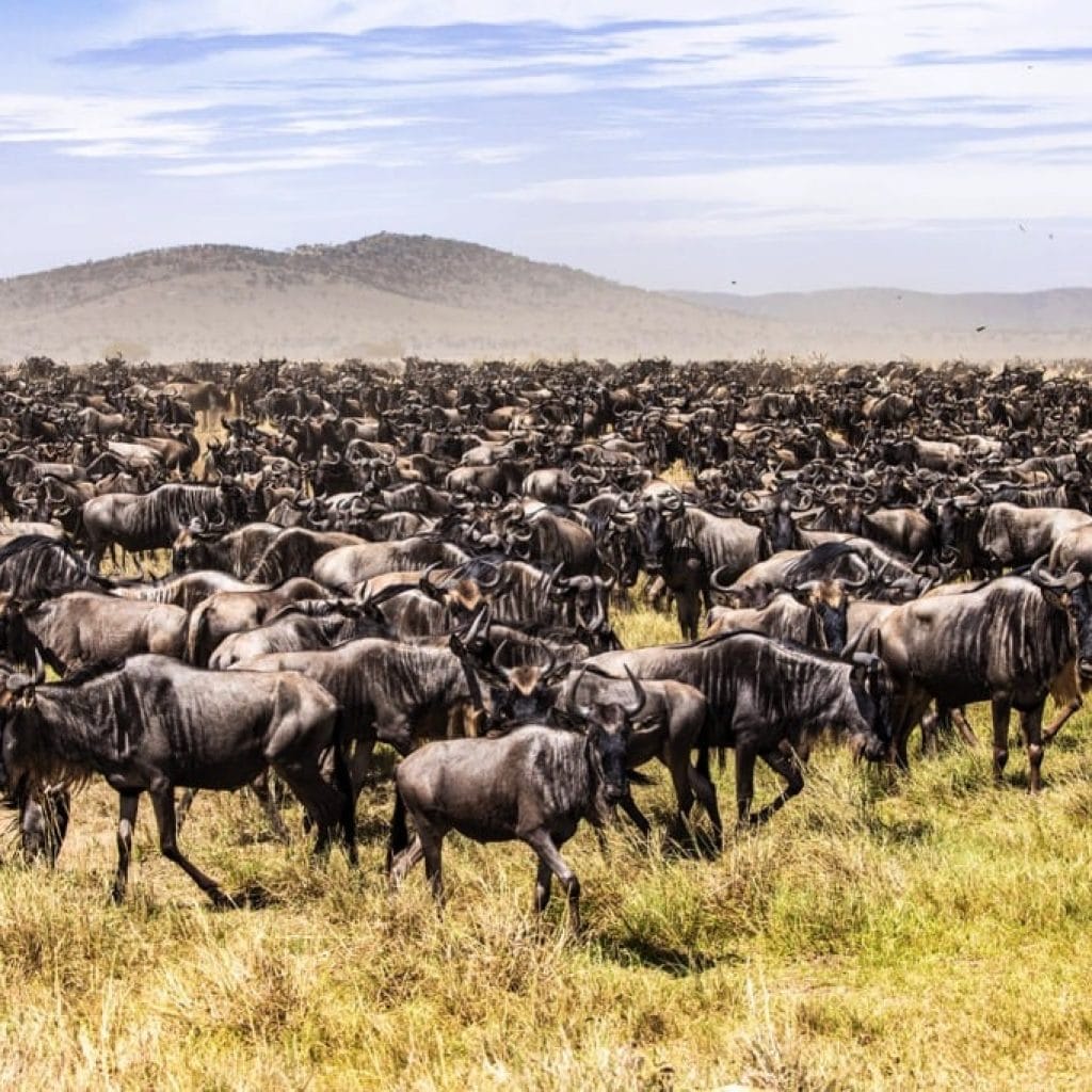Serengeti National Park 6 days Migration Tracking Safari