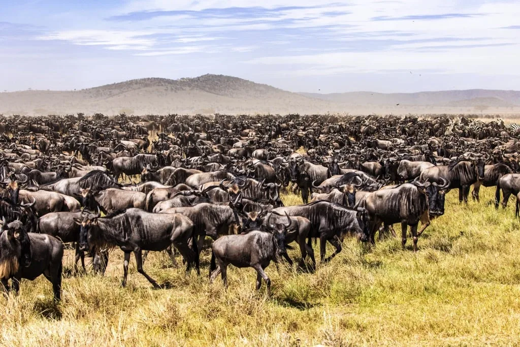 Serengeti National Park 6 days Migration Tracking Safari