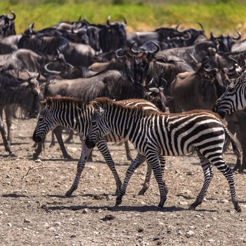 Serengeti National Park 6 days Migration Tracking Safari