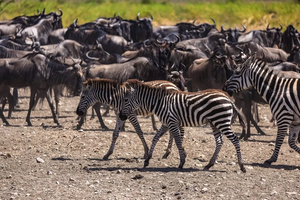 Serengeti National Park 6 days Migration Tracking Safari