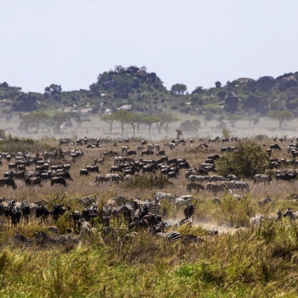 Serengeti National Park 6 days Migration Tracking Safari