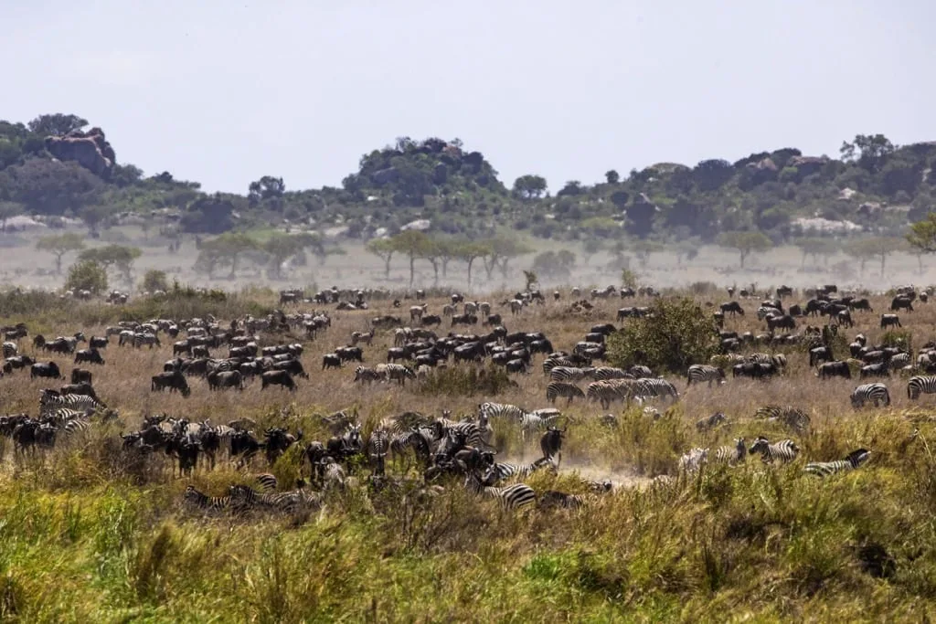Serengeti National Park 6 days Migration Tracking Safari