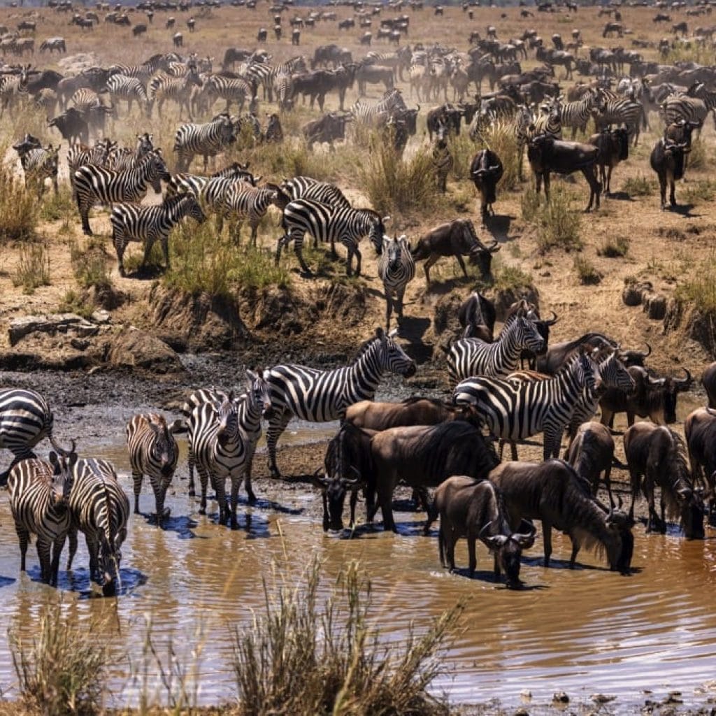 Serengeti National Park 6 days Migration Tracking Safari