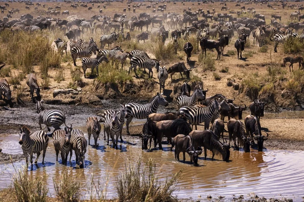 Serengeti National Park 6 days Migration Tracking Safari