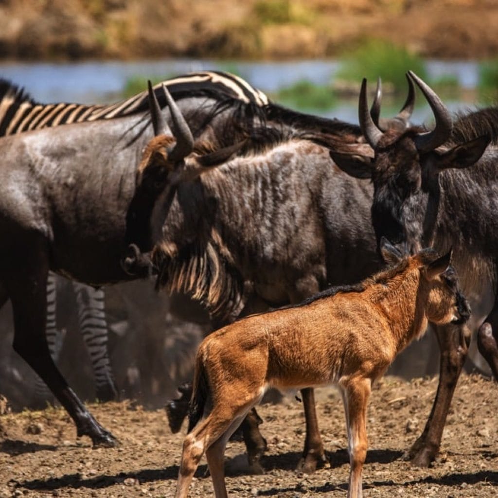 Serengeti National Park 6 days Migration Tracking Safari