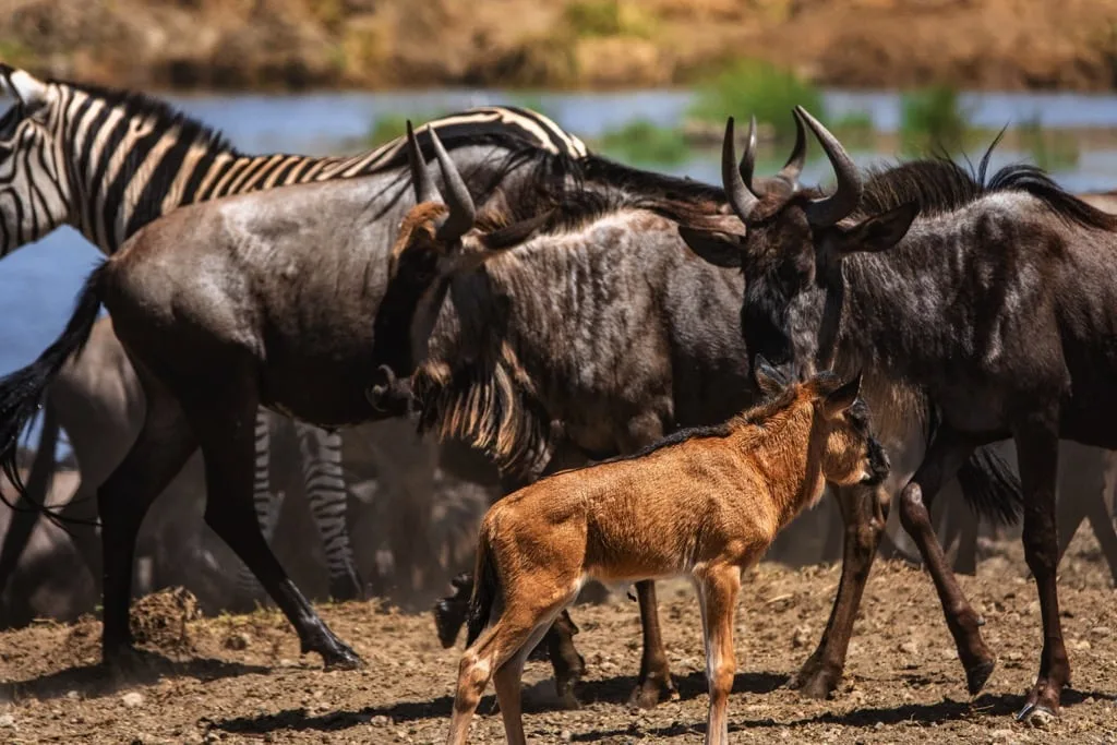 Serengeti National Park 6 days Migration Tracking Safari
