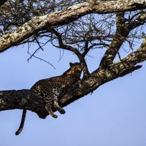 6 zile – Signature Safari