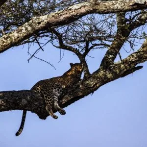 6 days – Signature Safari