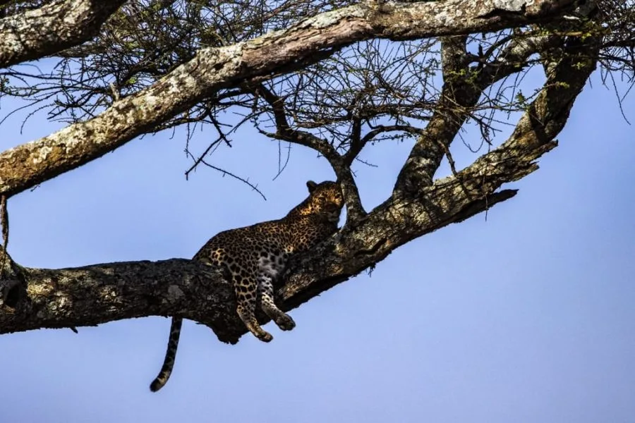 Serengeti National Park 6 days Signature Safari