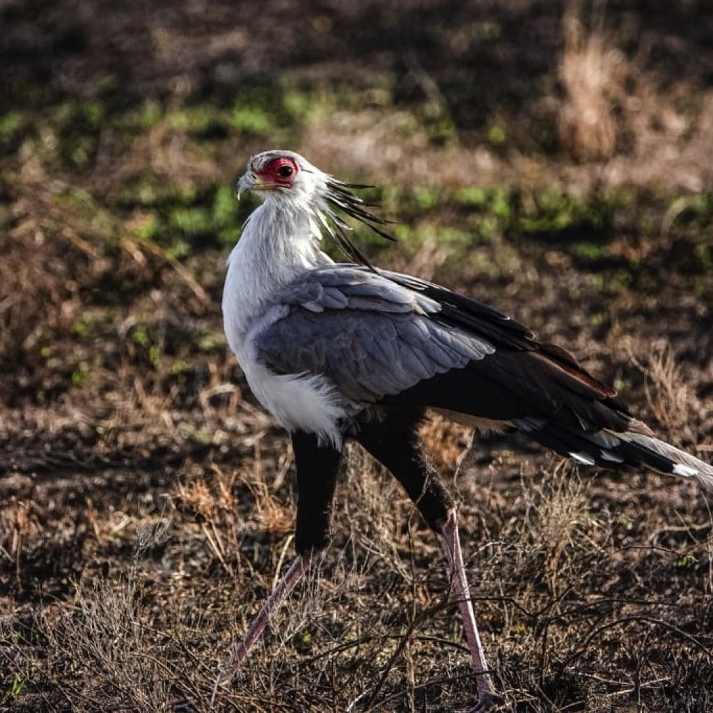 Serengeti National Park 6 days Signature Safari