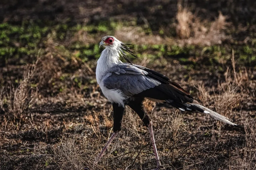 Serengeti National Park 6 days Signature Safari
