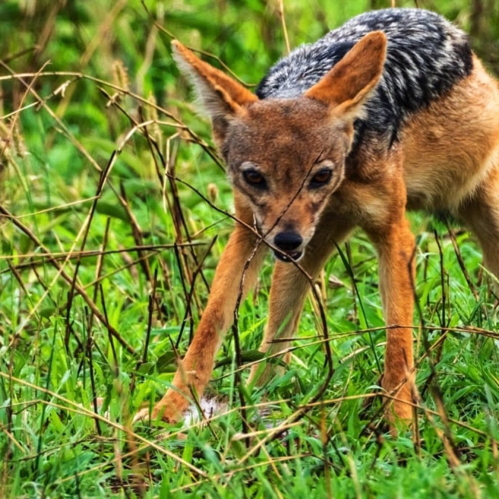 Serengeti National Park 6 days Signature Safari