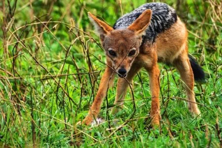 Serengeti National Park 6 days Signature Safari