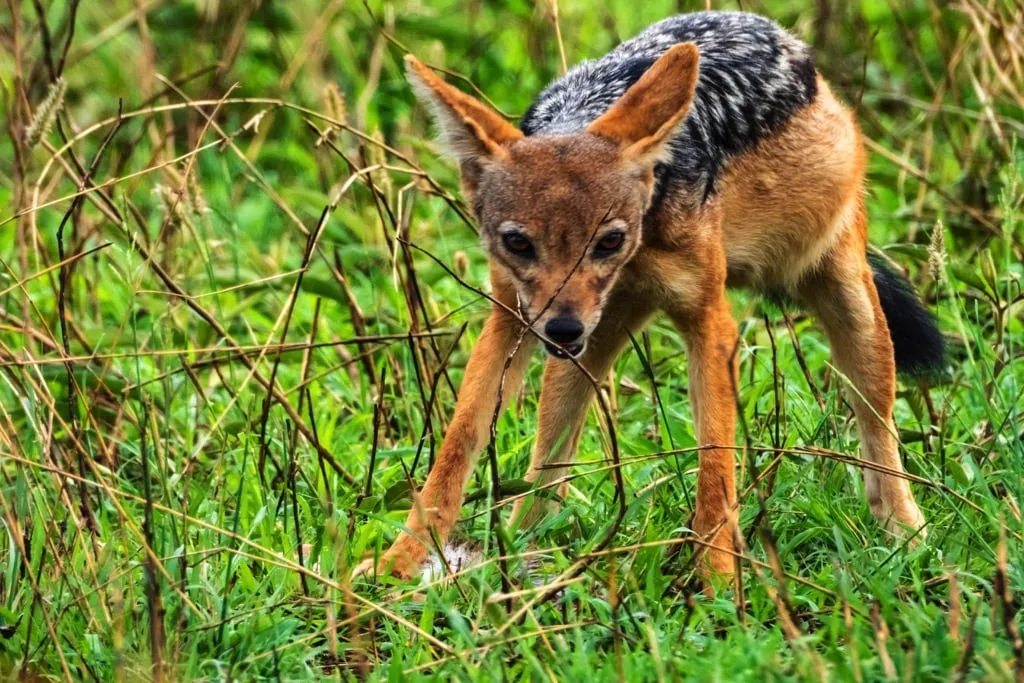 Serengeti National Park 6 days Signature Safari