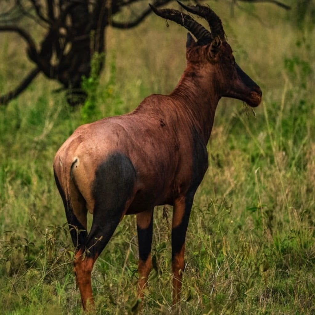 Serengeti National Park 6 days Signature Safari