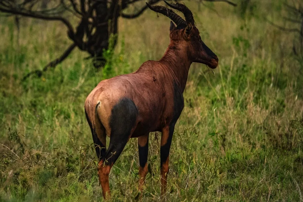 Serengeti National Park 6 days Signature Safari