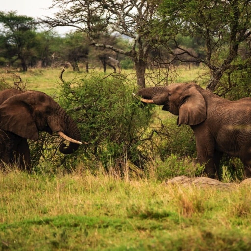 Serengeti National Park 6 days Signature Safari