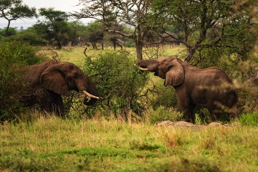 Serengeti National Park 6 days Signature Safari