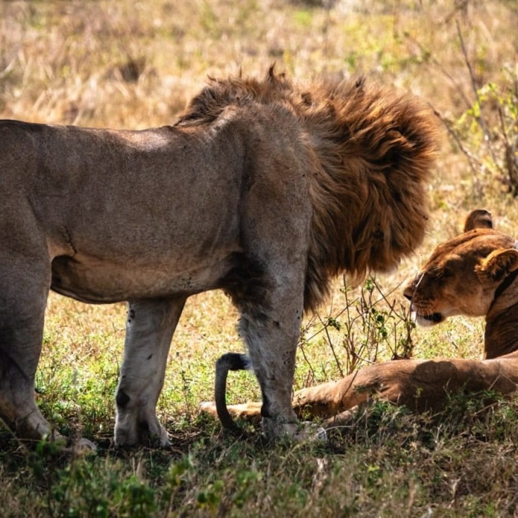 Serengeti National Park 7 days Baobab Safari