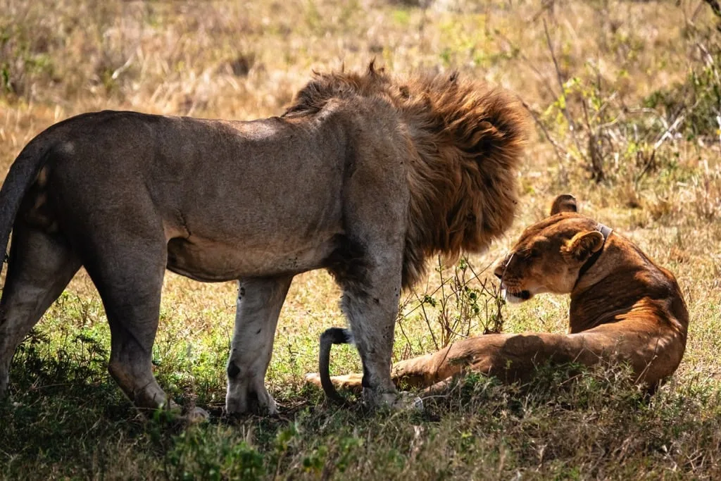 Serengeti National Park 7 days Baobab Safari