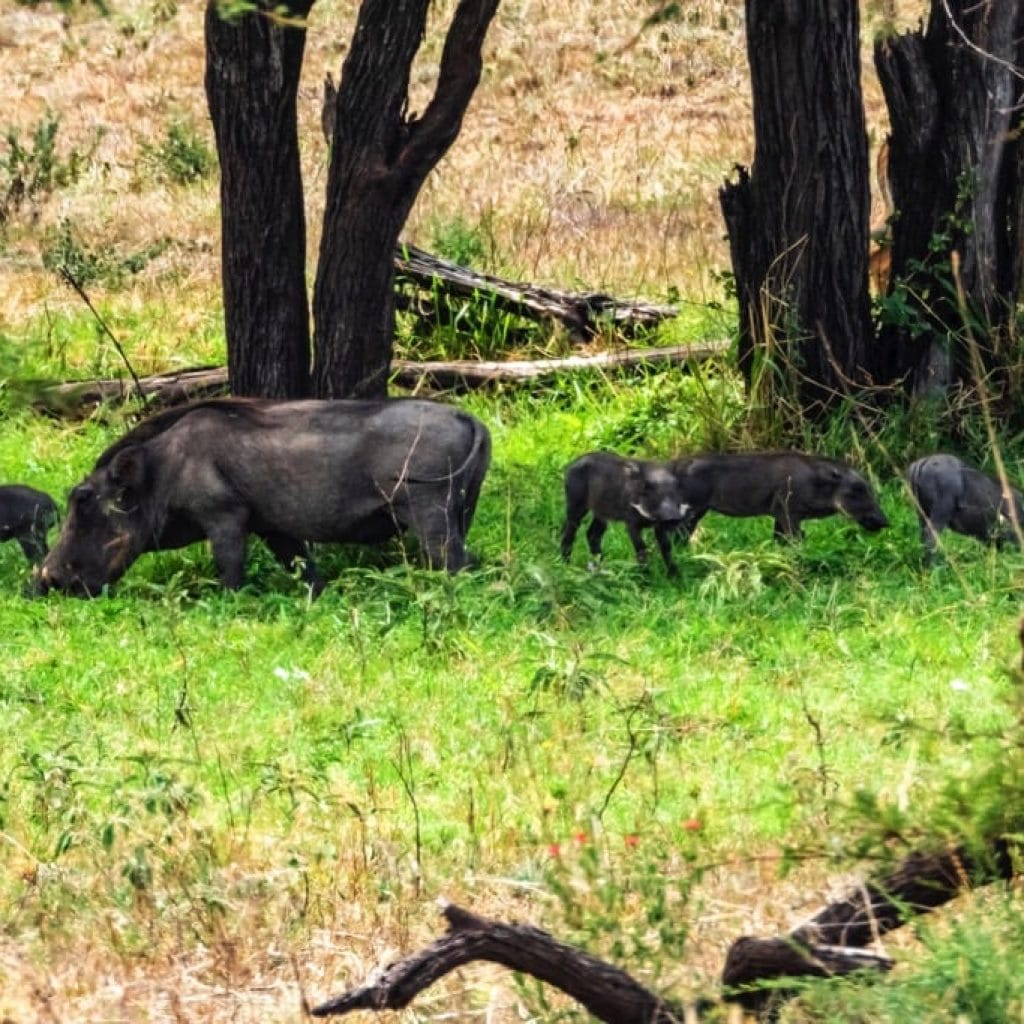 Serengeti National Park 7 days Baobab Safari