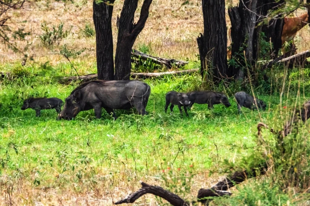 Serengeti National Park 7 days Baobab Safari