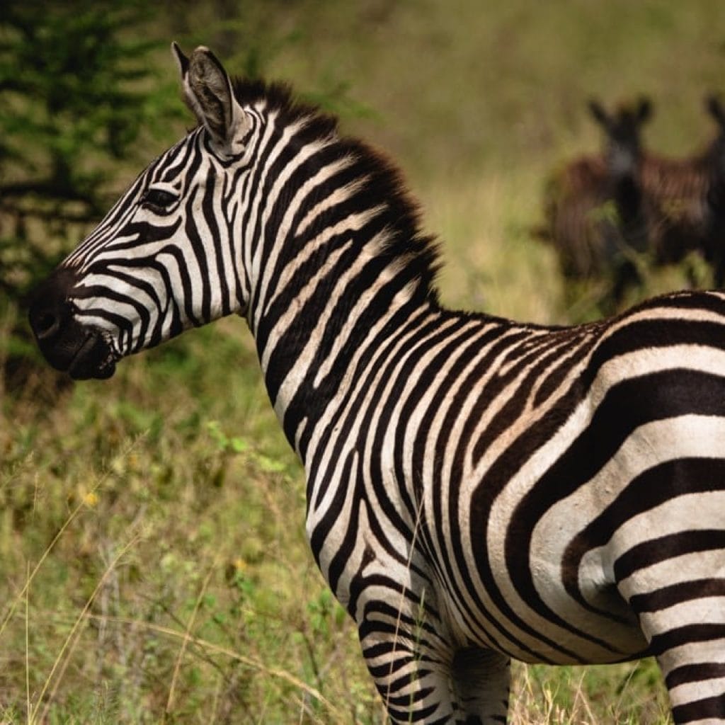 Serengeti National Park 7 days Baobab Safari