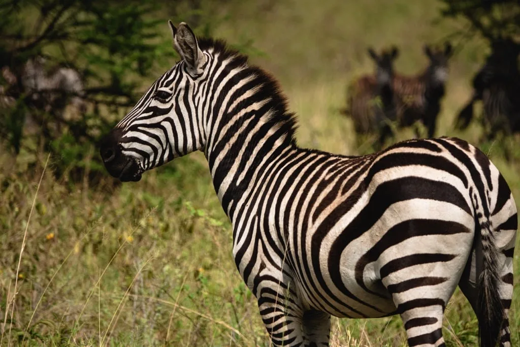 Serengeti National Park 7 days Baobab Safari