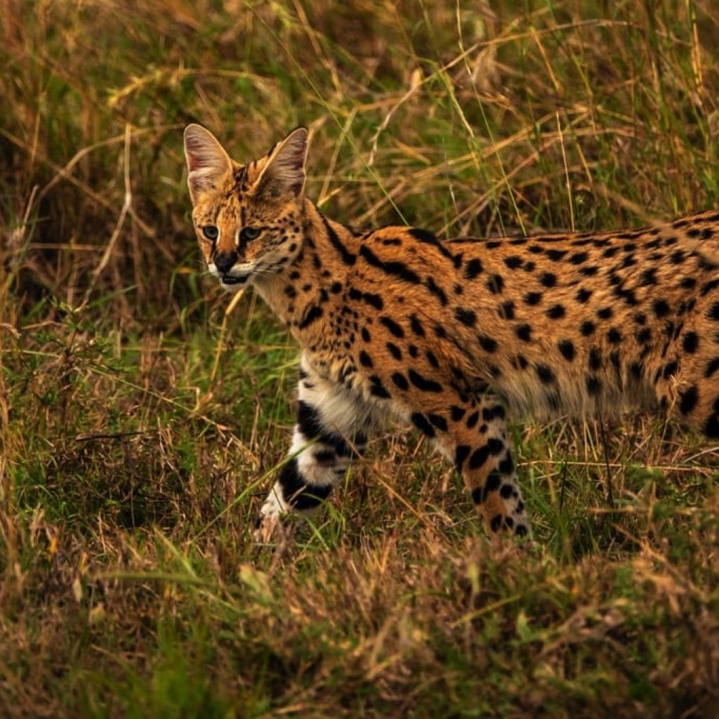 Serengeti National Park 7 days Baobab Safari