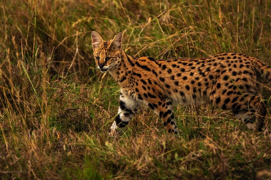 Serengeti National Park 7 days Baobab Safari